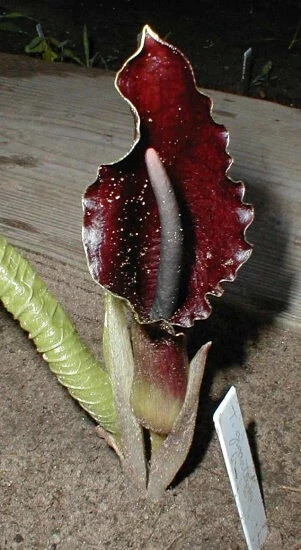 (2) Sauromatum Giganteum Typhonium Giant Voodoo Lily Arum Amorphophallus Bulb