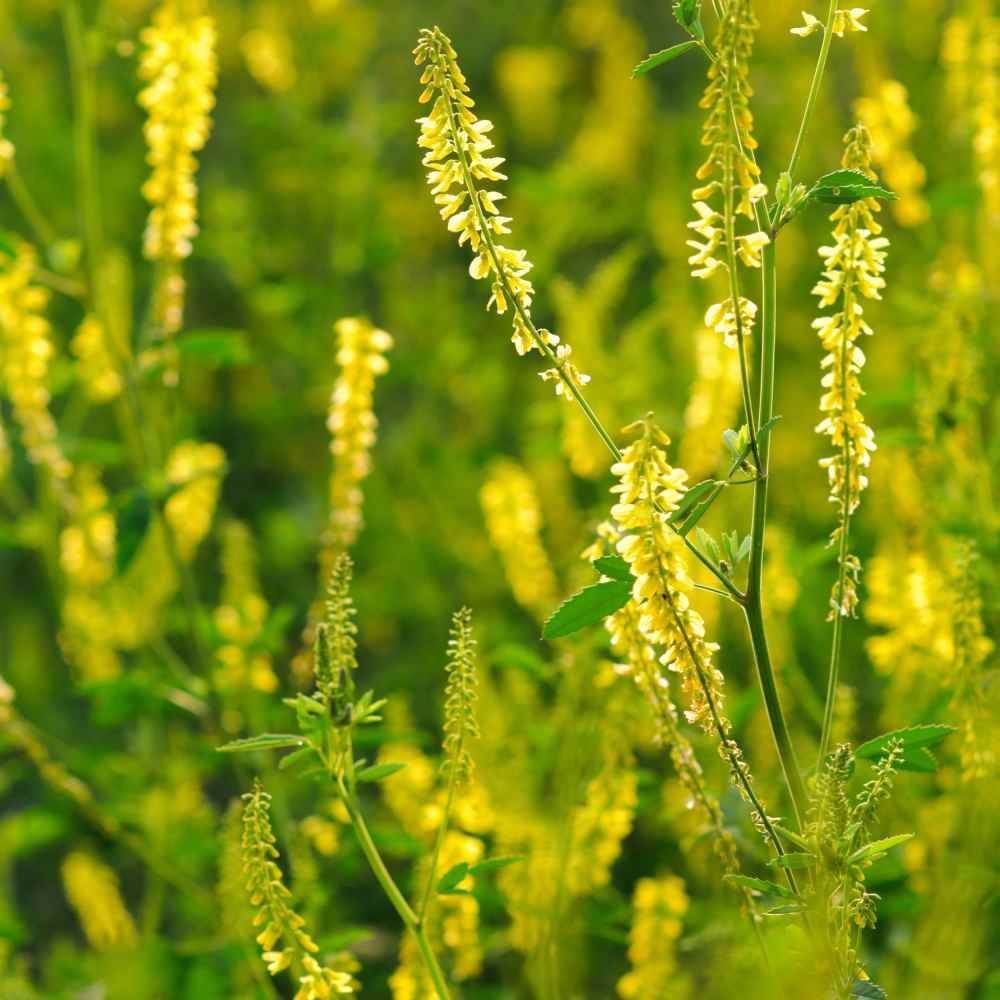 5 LBS – Inoculated Drought Tolerant Bulk Yellow Sweet Clover Seeds – Great