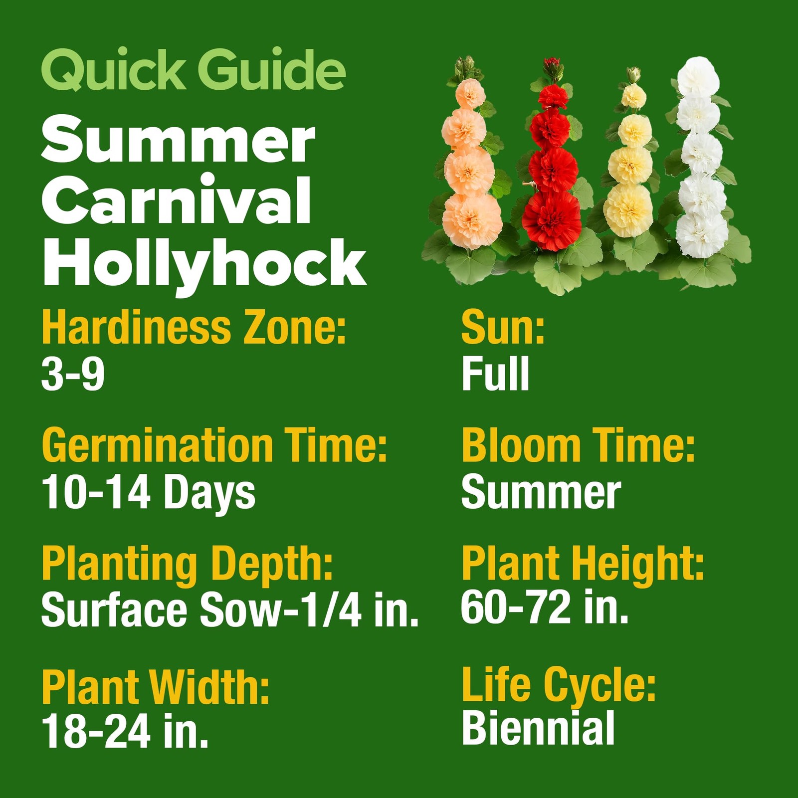 HOME GROWN Hollyhock Summer Carnival Mix Flower Seeds – Alcea 1-Pack, Multi