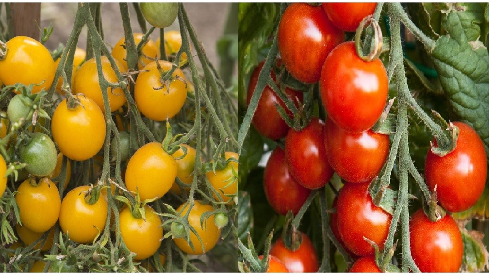 Red & Yellow Cherry Tomato Seeds Very Tasty Heirloom