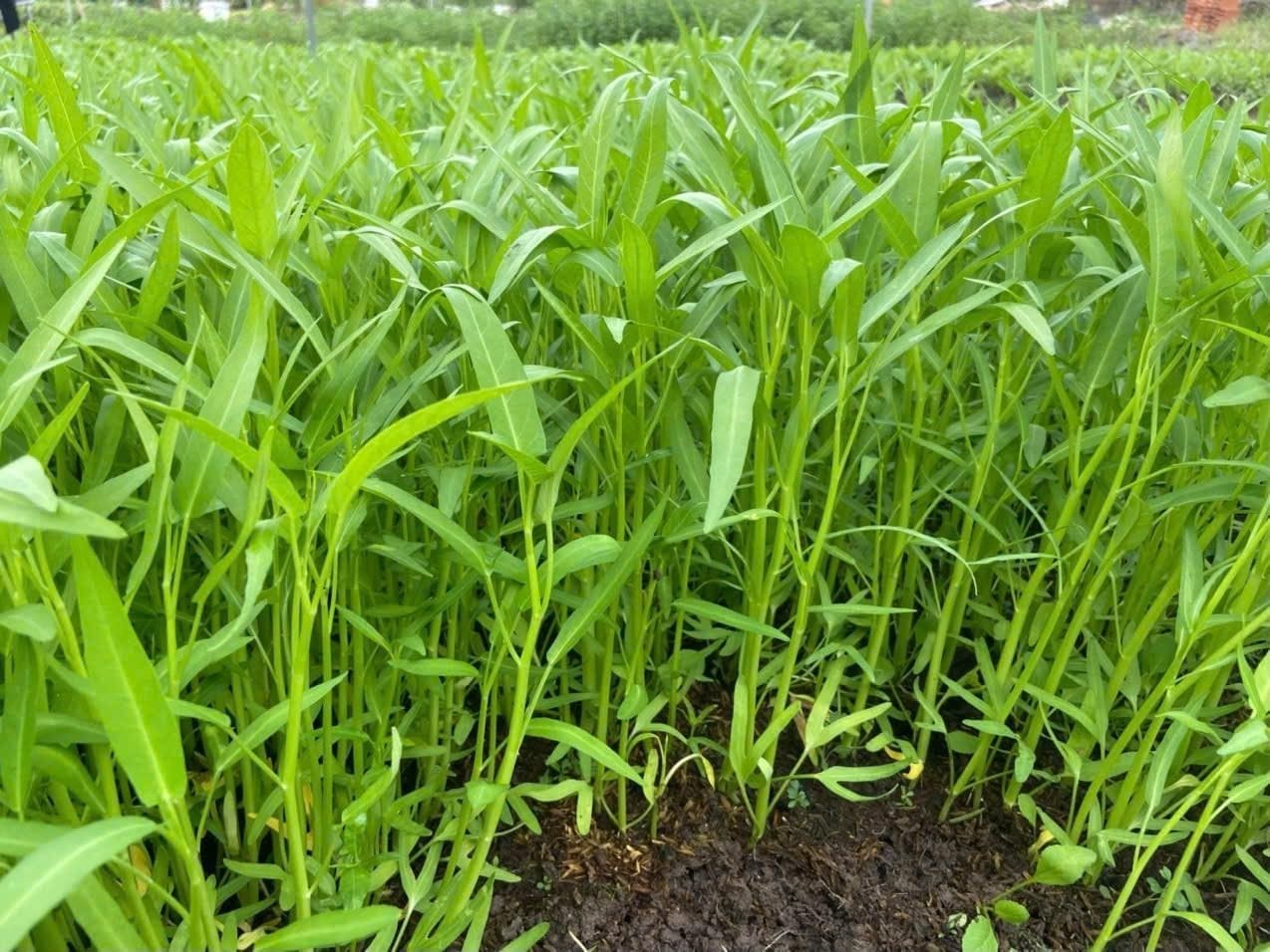 1000+ Organic Water Spinach Seeds – Kangkong, Ong Choy, Rau Muong – , Non-Gmo, U