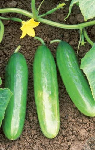 40 Heirloom Double Yield Cucumber Seeds -Heavy Producer Huge Harvests Not Bitter