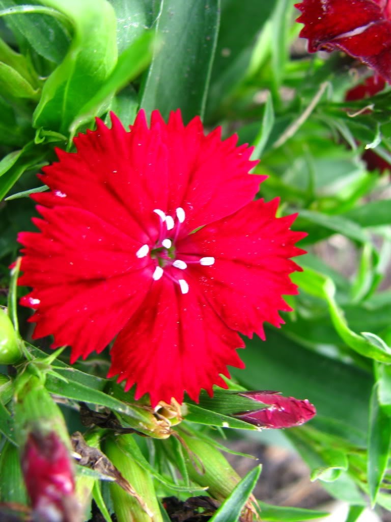 100 RED CARDINAL DIANTHUS Caryophyllaceae Flower Seeds *Flat S/H