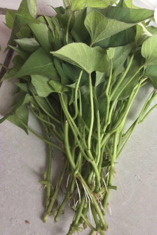 10 Purple Molokai Sweet Potato Slips/ Cuttings / Molokai Sweet Potato Slips