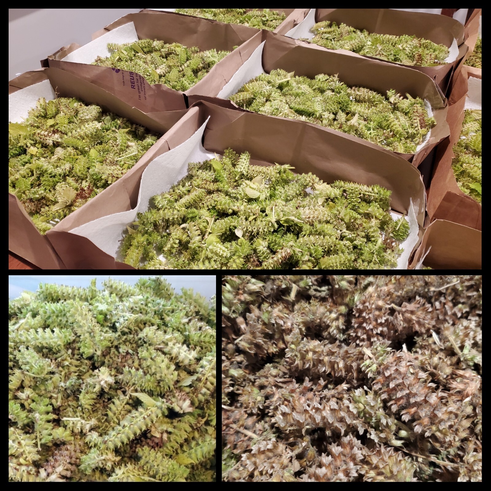 Organic Korean Bi-Color Perilla Seeds in 20 flower pod clusters 들깨 깻잎 씨앗