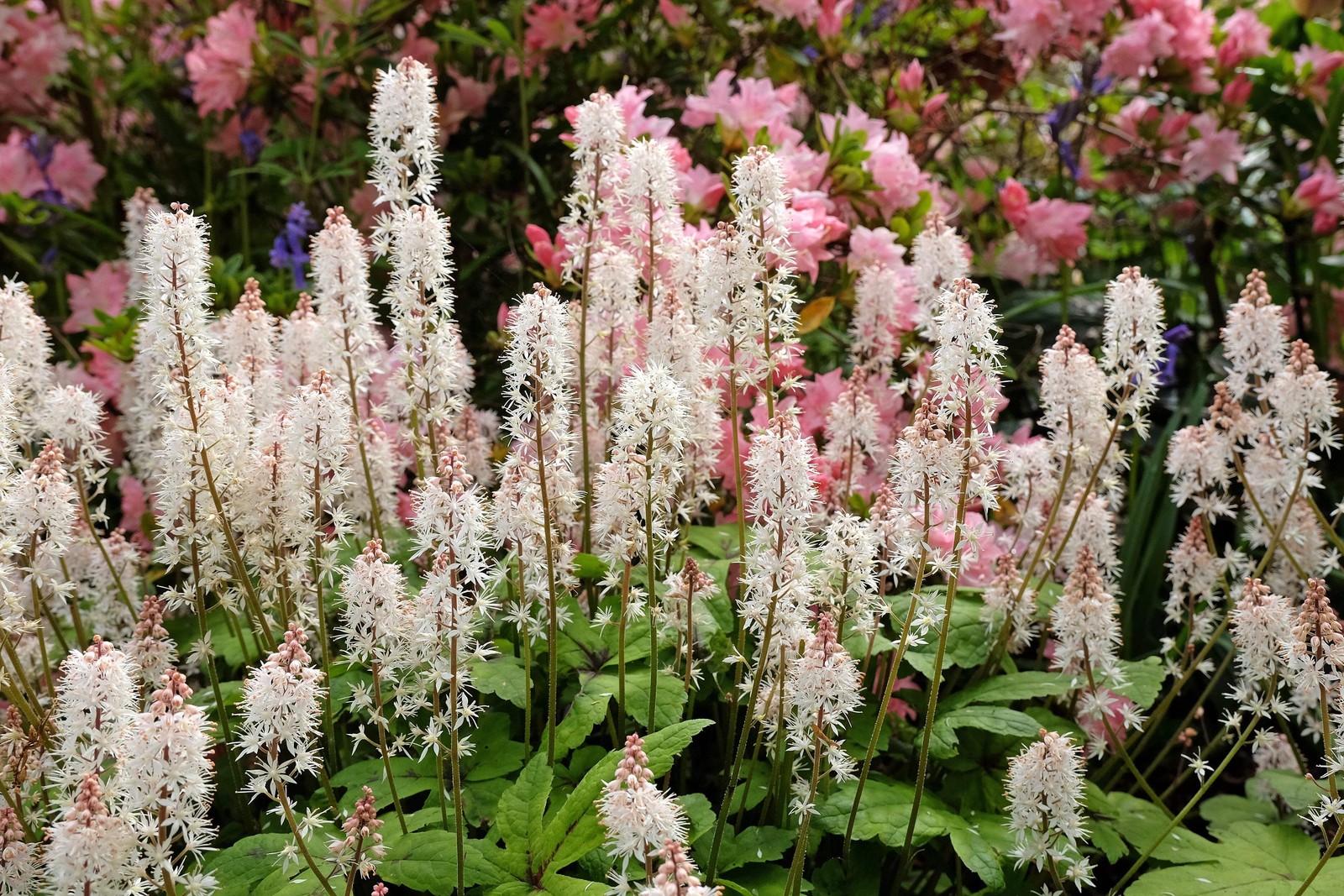 20 HEARTLEAF FOAMFLOWER White & Pink Tiarella Wherryi Coolwort Flower Seeds