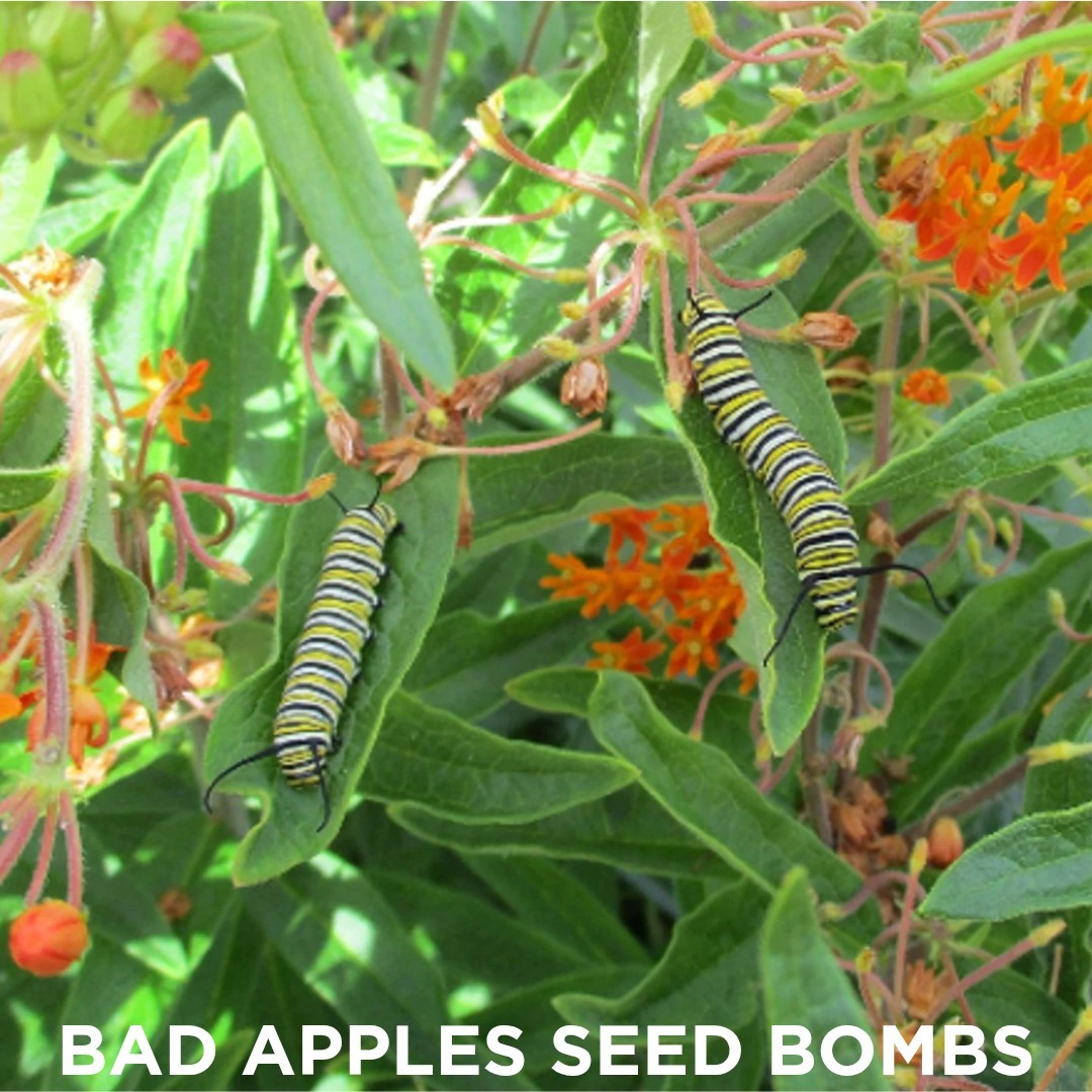 Bad Apples MONDONALDS™ Seed Bombs – Milkweed Fast Food for Monarch Caterpillars