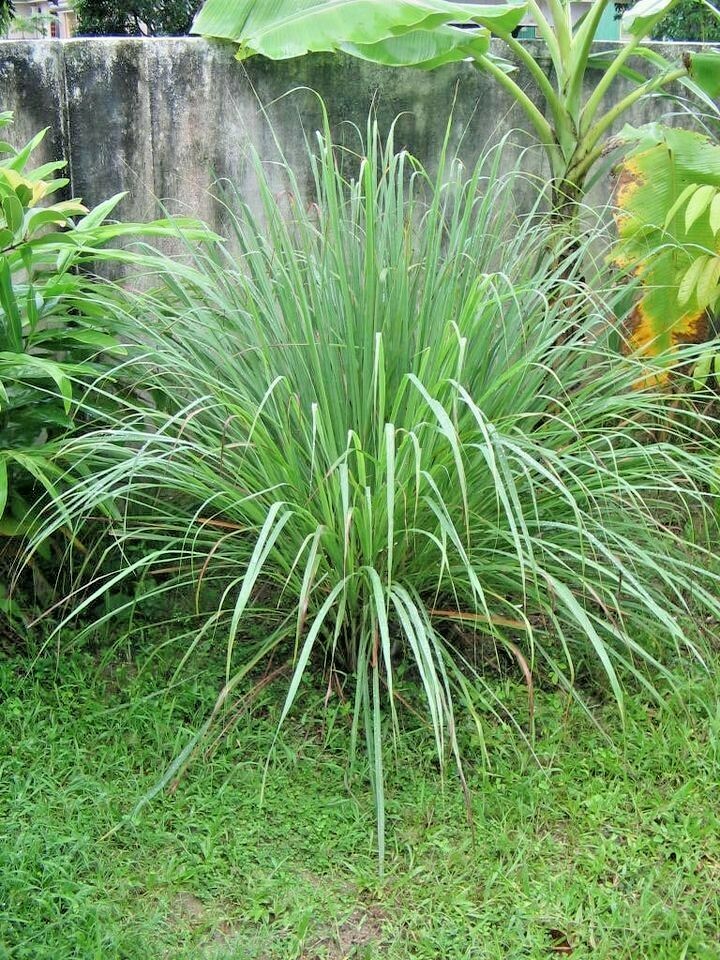 LEMON GRASS SEEDS – HERB – HEIRLOOM – NON- GMO – 100.mg