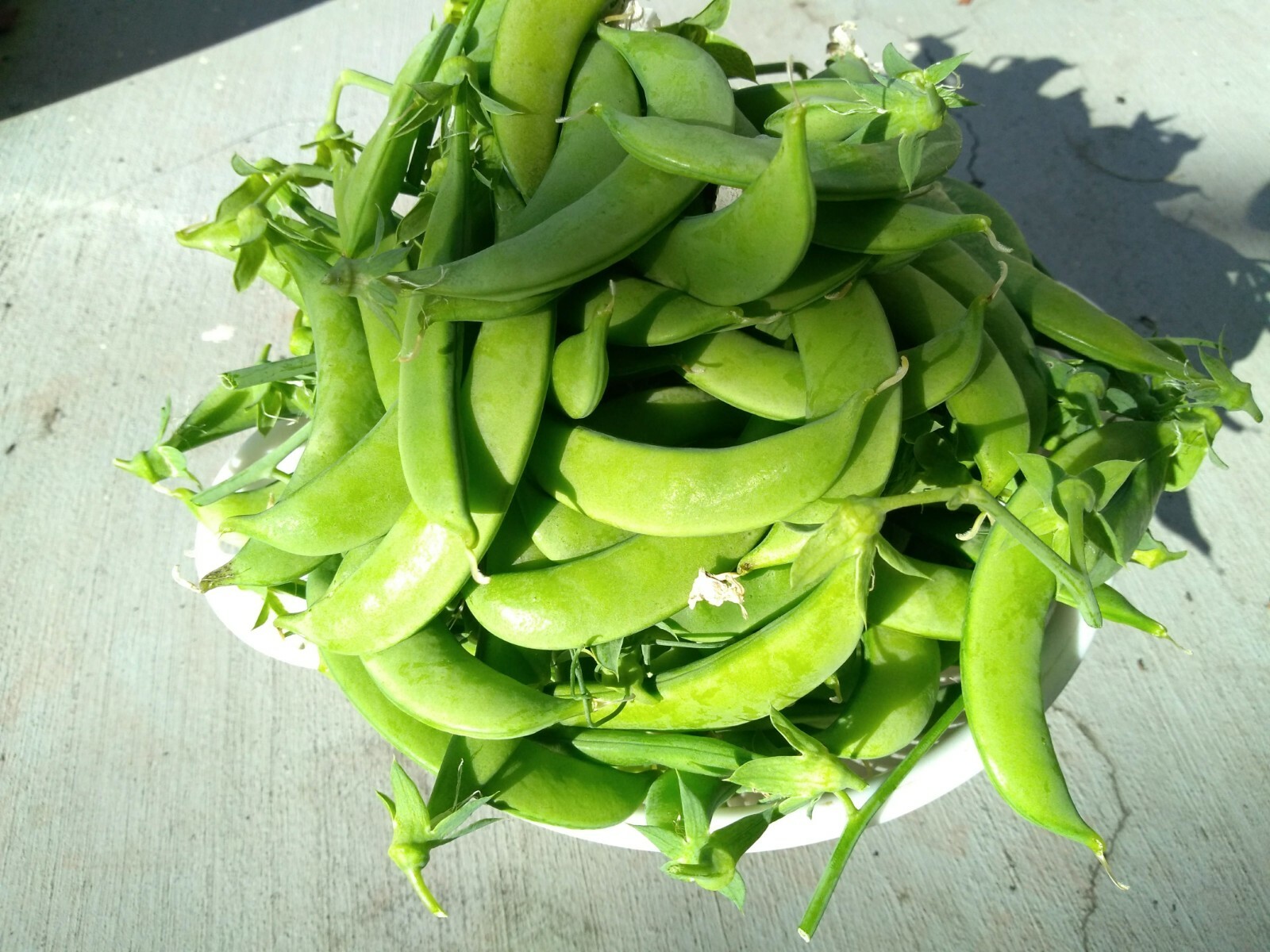 Sweet Sugar Snap Peas – 15 Seeds – Pisum sativum Fast Shipping