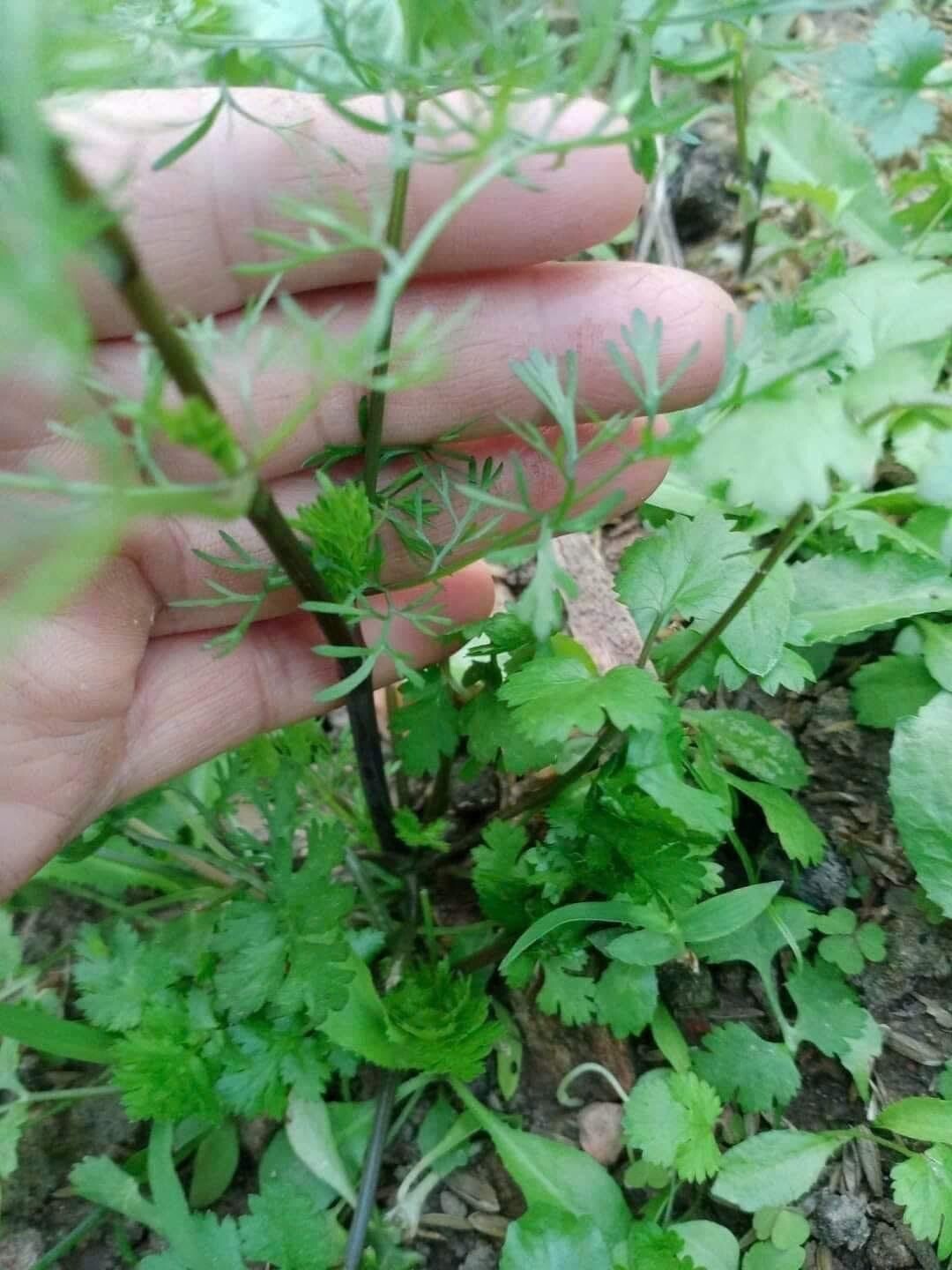 3 bags x Purple Stem Cilantro Seeds / Ngò Rí Tia Coriander 200+ Seed Hạt Mùi Tía