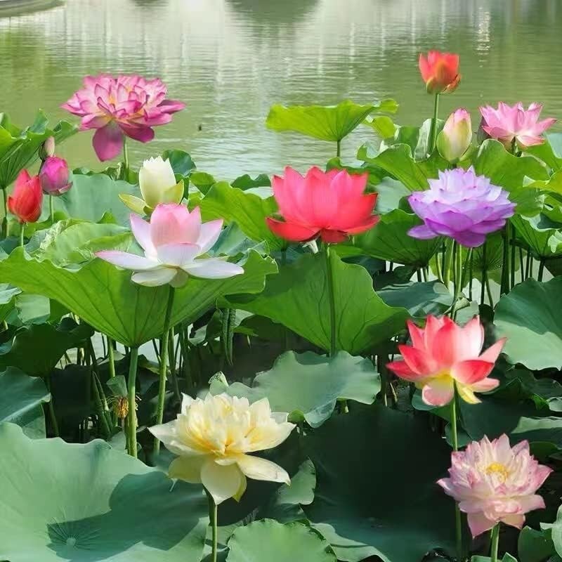 35+ Lotus Seeds Mixed Bowl Non-GMO Water Lily Flower Aquatic Pond Planting