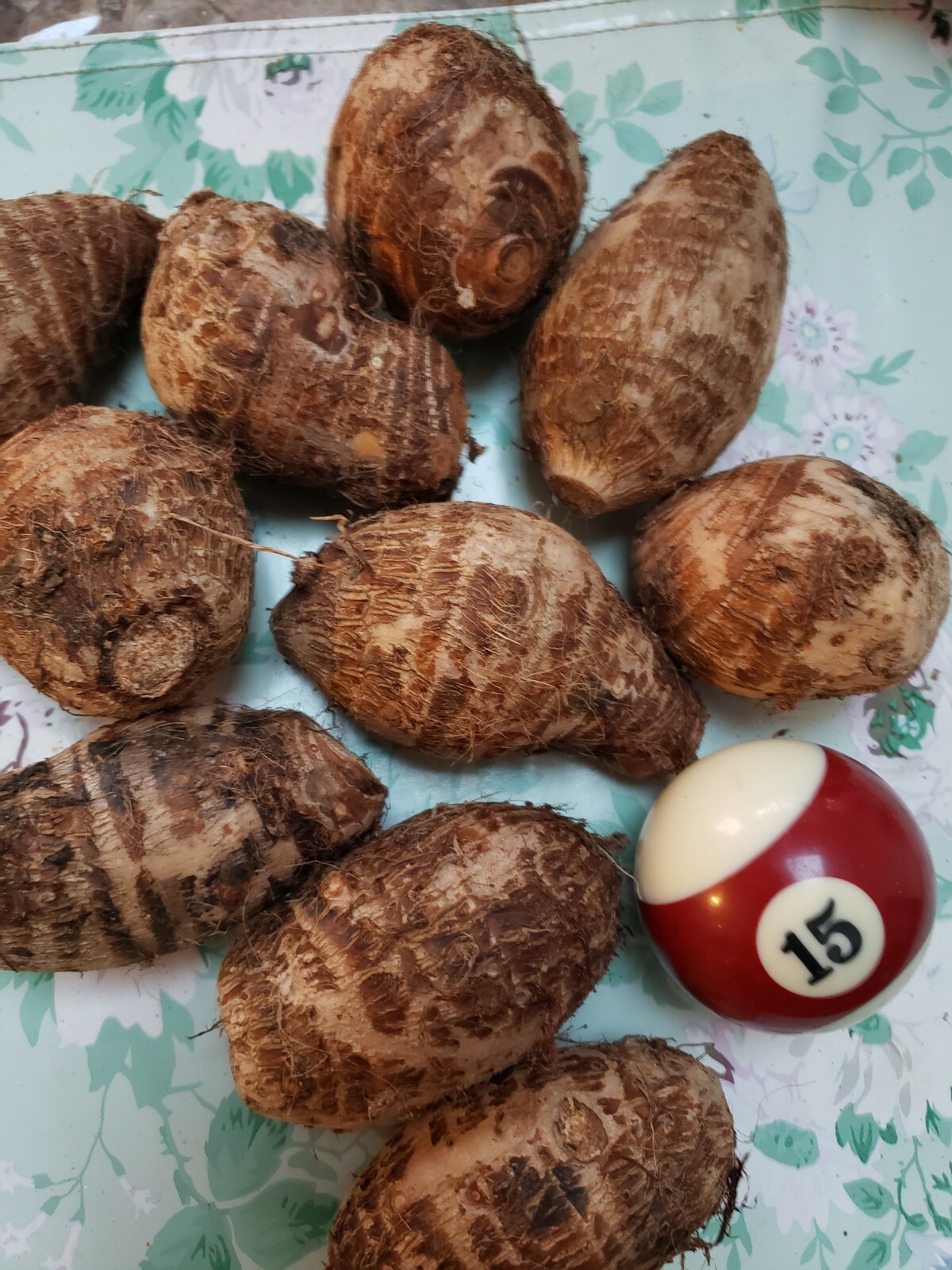 20 LIVE Colocasia Esculenta Elephant Ear Taro Gabi Kalo Eddo Bulbs READY to GROW