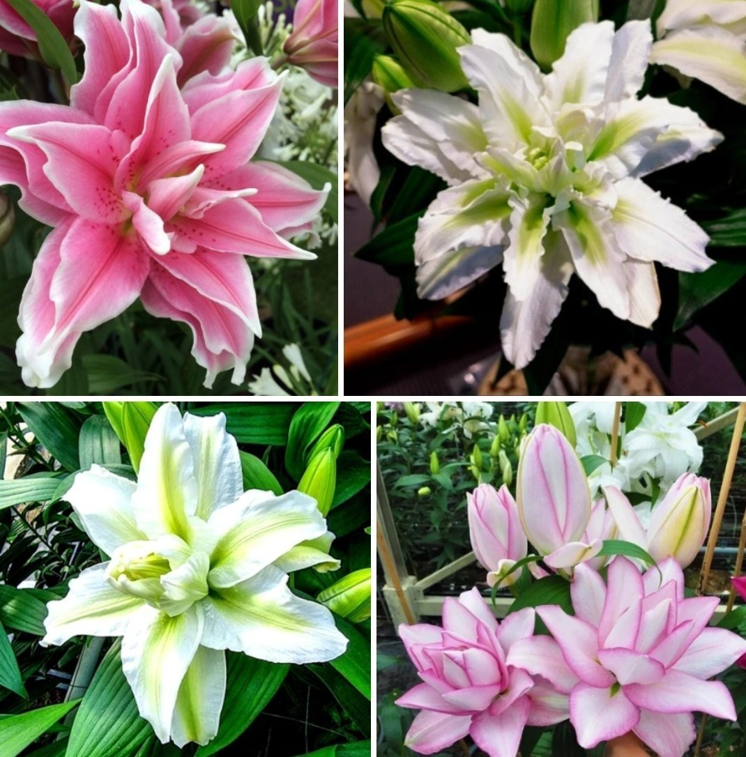Lilys Flower Bulbs Roselily 4 Rose Lily Double Bulb Mix Pink White Pollen Free