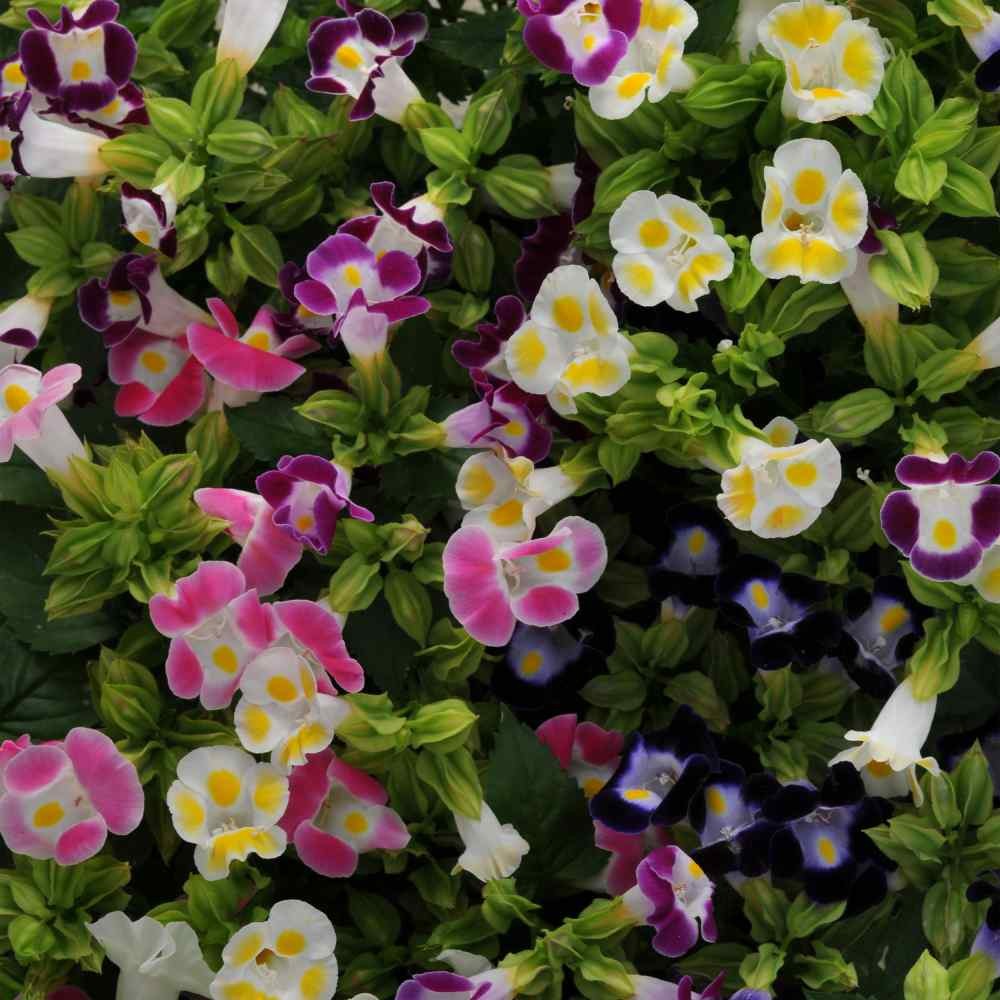 100 Seeds Torenia Fournieri Seeds – Wishbone Flower Seed