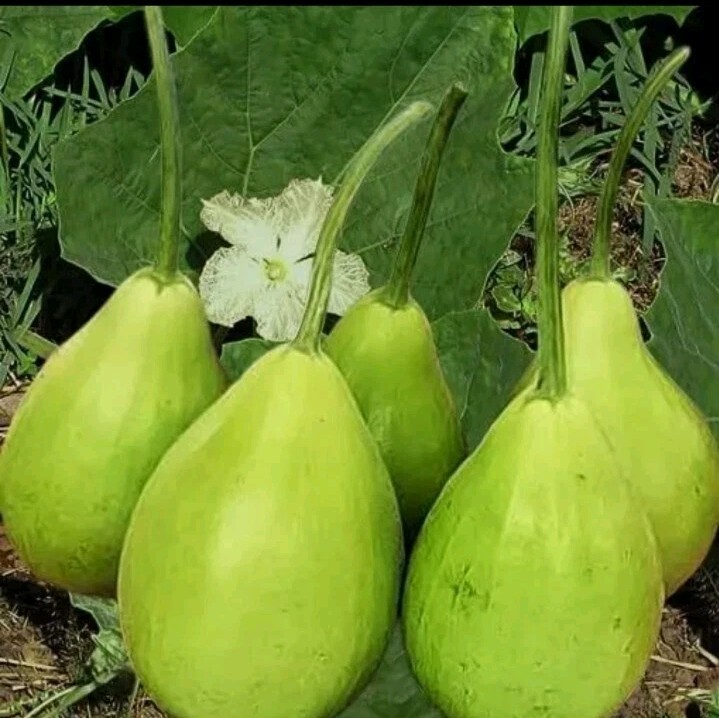 10 Lauki / Lau / Pear Shape Bottle Gourd SEEDS | NON-GMO