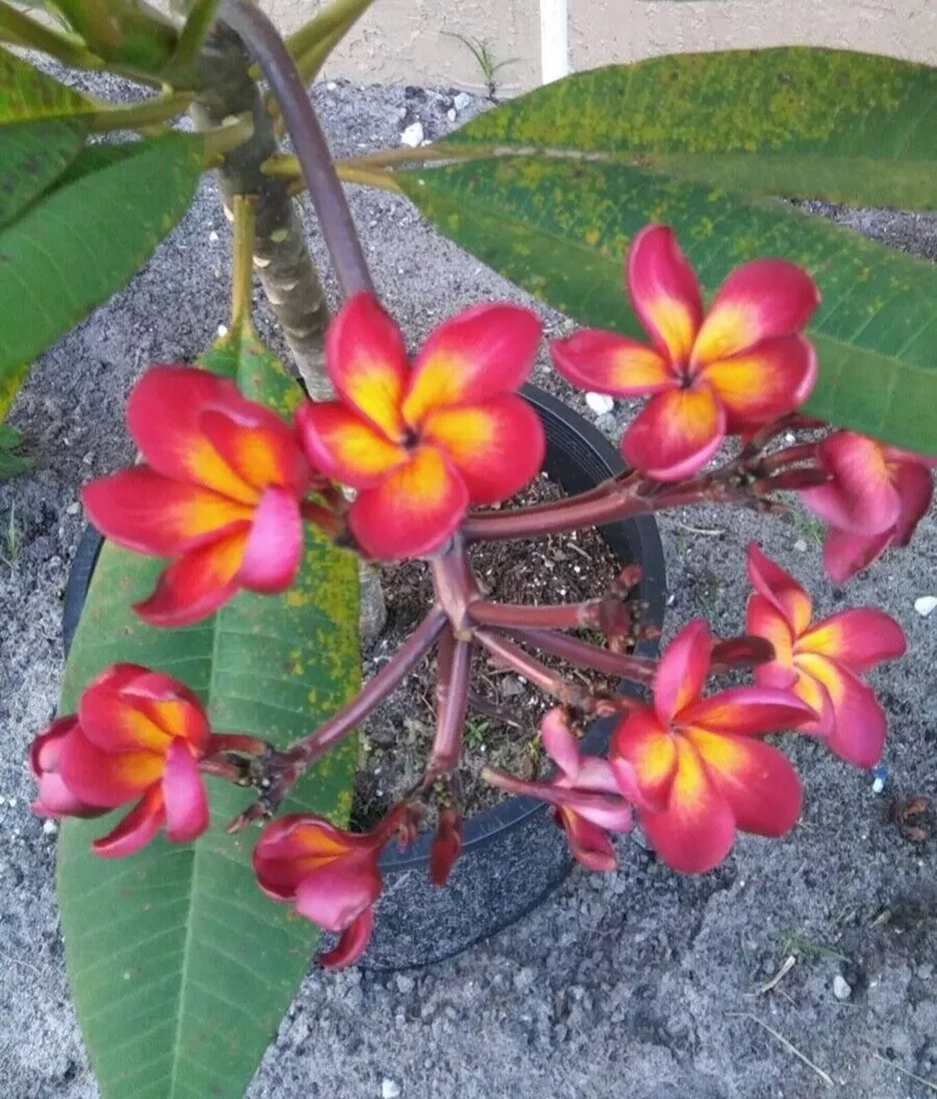 5 Magenta Orange Plumeria Seeds Perennial Flowers Flower Frangipani Seed US SELL