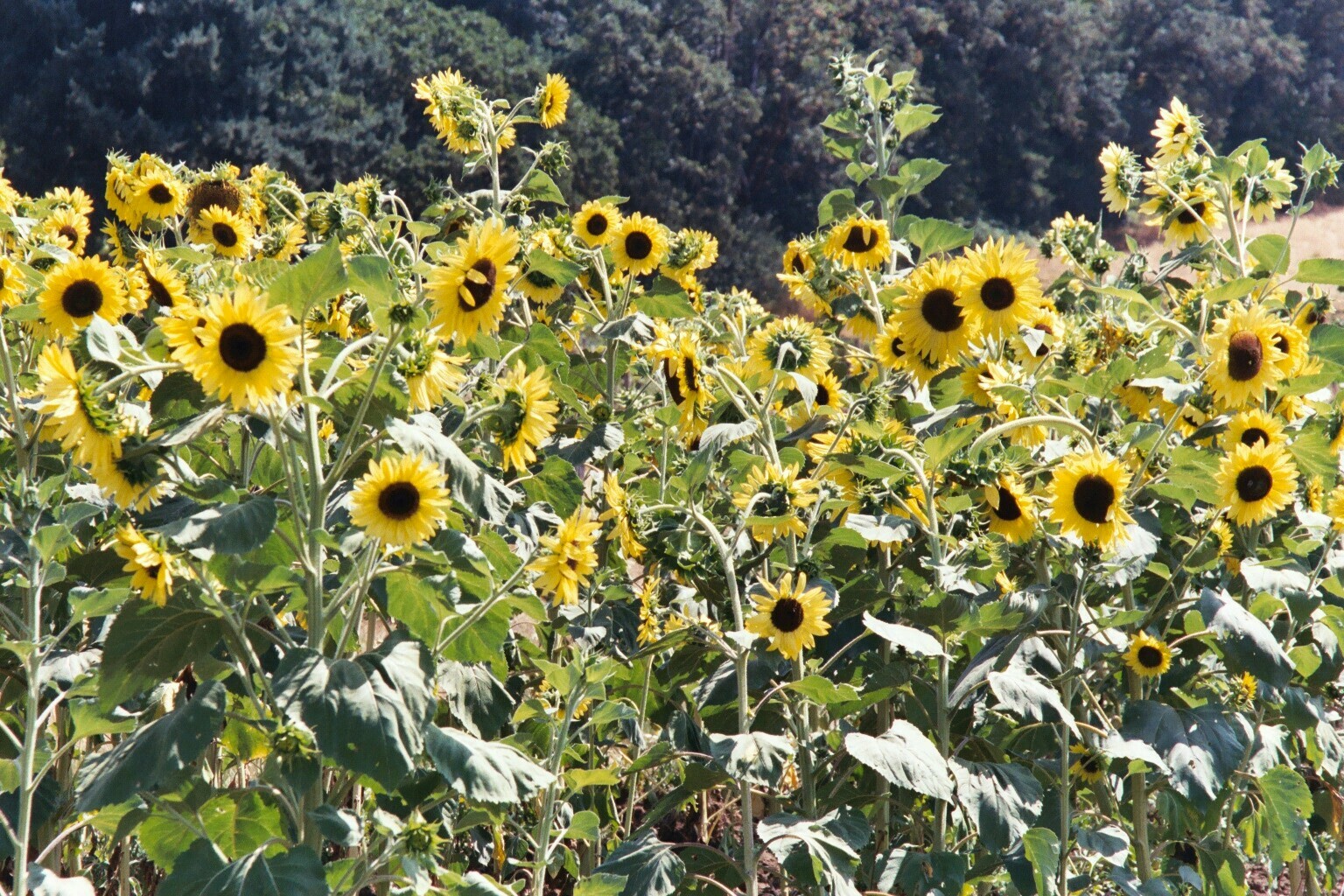 50 LEMON QUEEN SUN FLOWER SEEDS, NON-GMO FRESH GARDEN HARVEST, COLORFUL BLOOMS