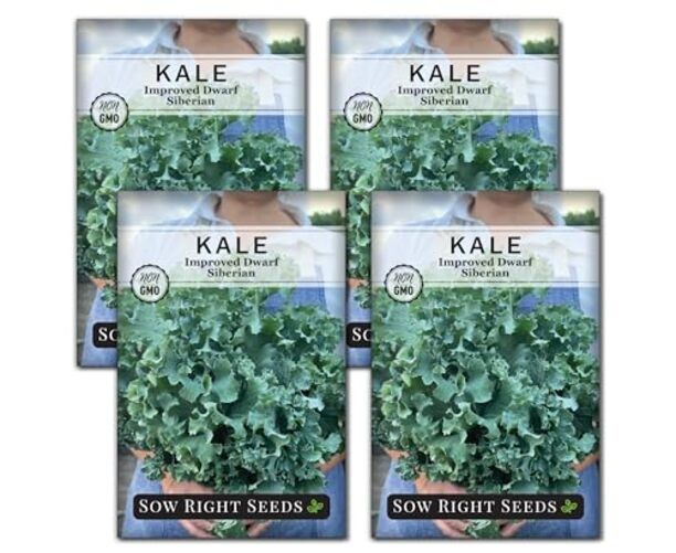 – Dwarf Siberian Improved Kale Seed for Planting – Non-GMO Heirloom Packet 4