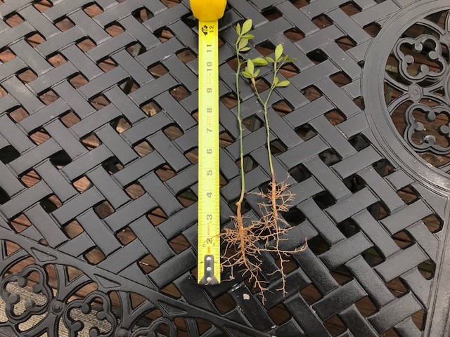 TRIFOLIATE ORANGE 9-12″ TREES Quantity 6