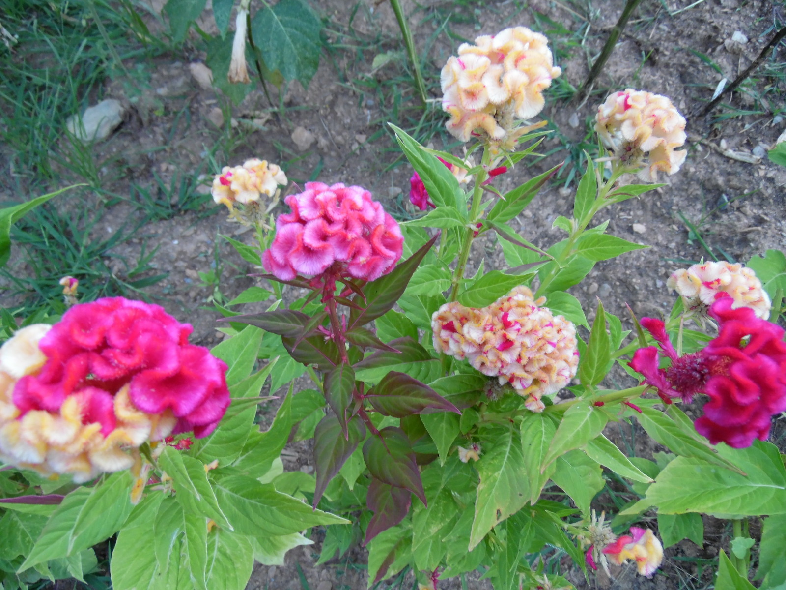 HUGE Brain Celosia CRAZY MIXED COLORS 100 Seeds Comb. S/H OLD AMISH PLANT