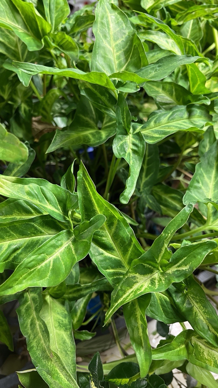 Syngonium Podophyllum Variegated deep cut arrow head plant.