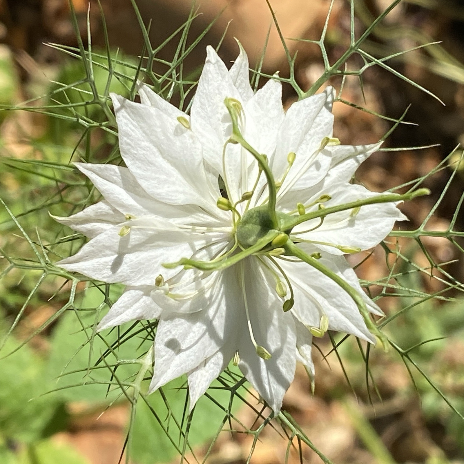 3,000 + Love In a Mist Organic Nigella Flower Seeds Unique Cut Decorative Pods