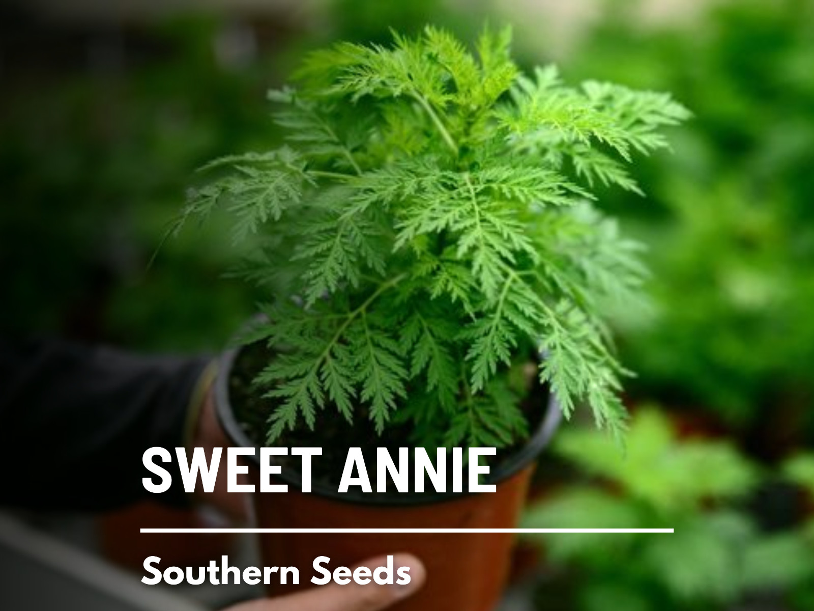 Sweet Annie – 50 Seeds – Medicinal Herb – GMO Free (Artemisia annua)