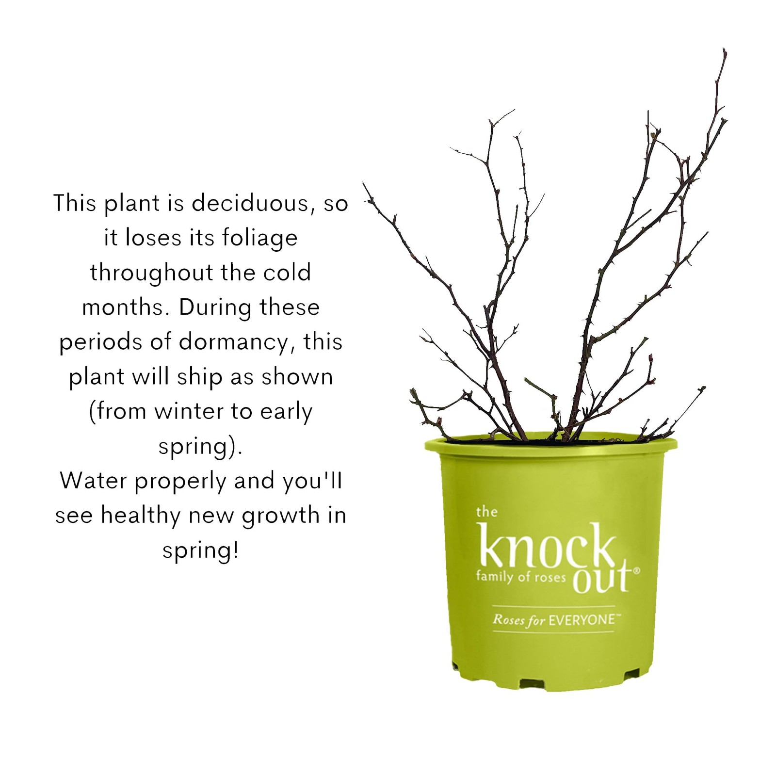 Double Knock Out Rose 1 Gallon Cherry Red 3-4′ H x 3-4′ W – Full Sun to Part