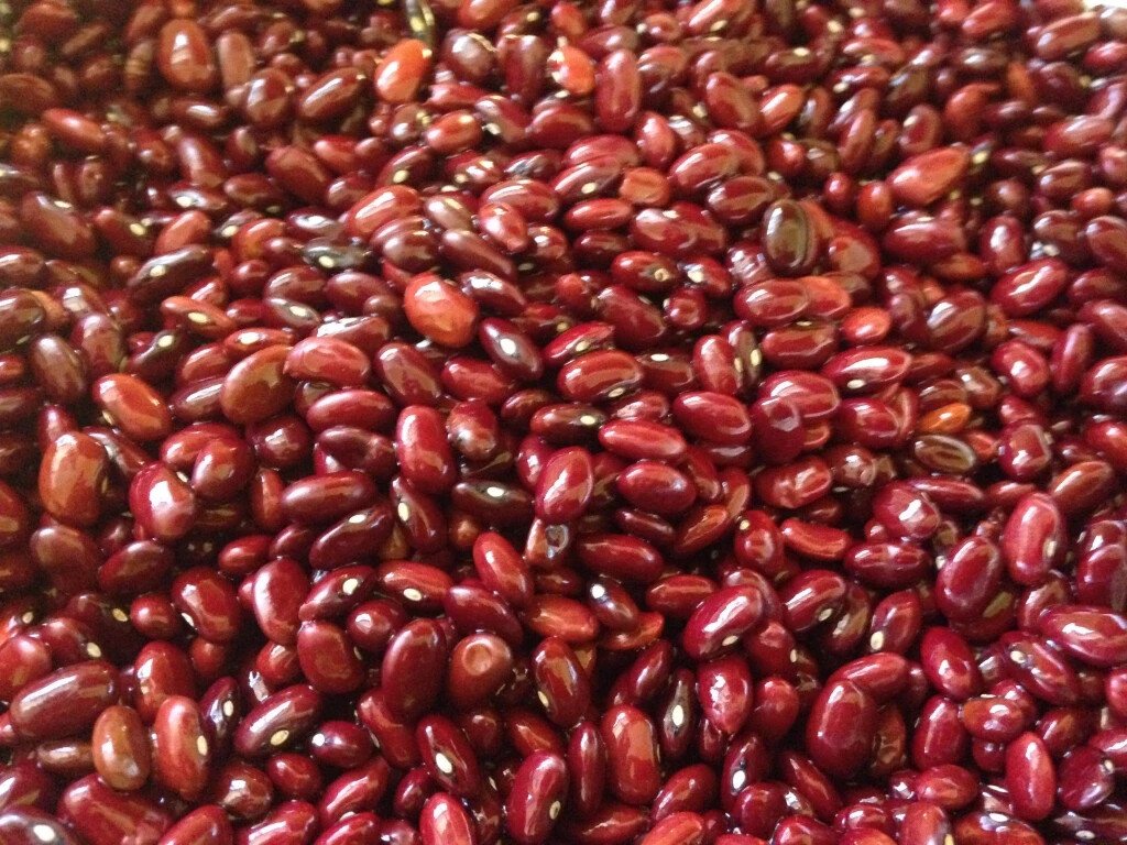 Central American Red Bean Seeds (25) / BUSH BEAN / ORGANIC / FLORIDA GROWN