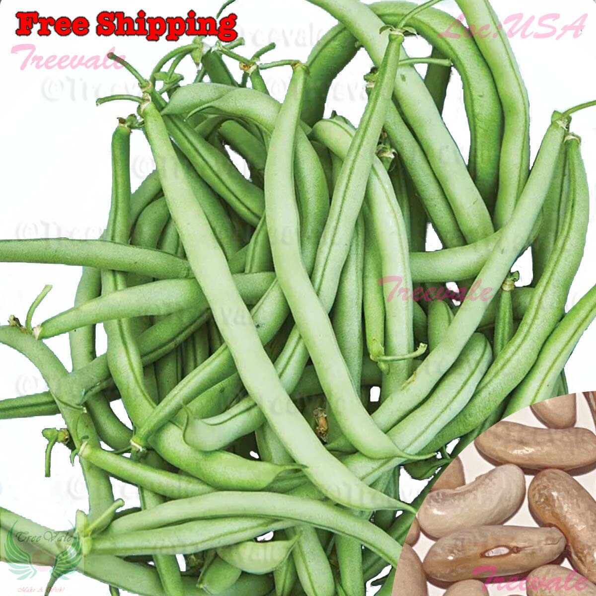 Contender Bush Bean SEEDS | Vegetable Seeds