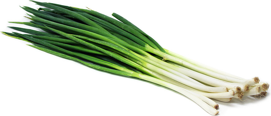 SCARBOROUGH SEEDS GREEN ONIONS TOKYO LONG WHITE 250 SEEDS NON-GMO – USA