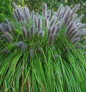 Pennisetum alopecuroides 100 seeds