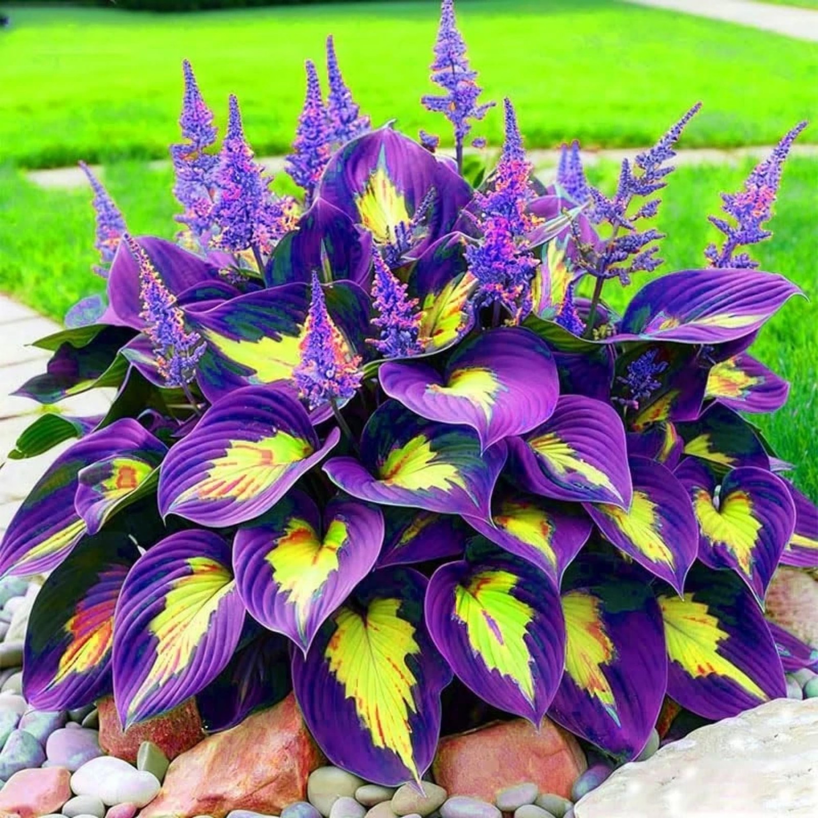 290+ Perennial Hostas for Planting, Low Maintenance Rich Foliage, Heart Shaped L