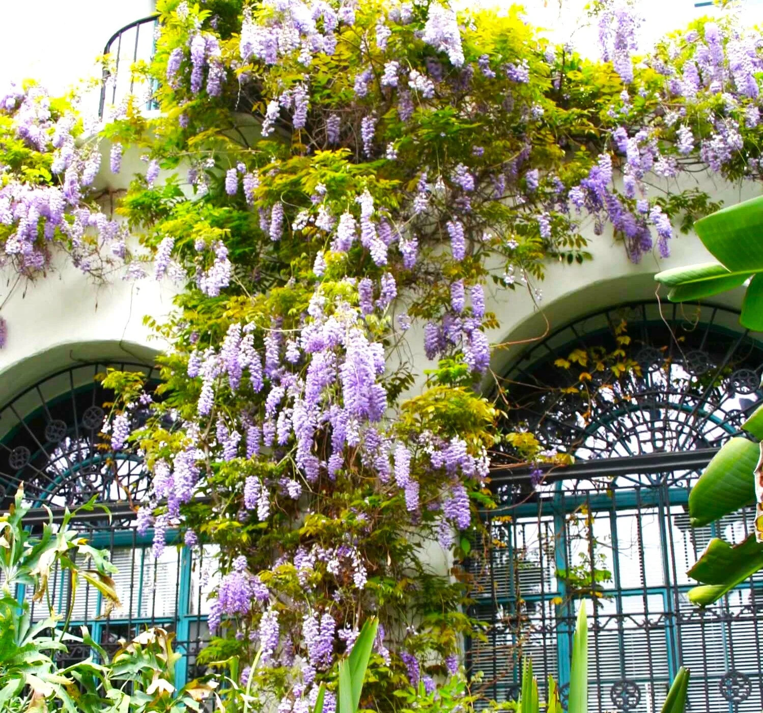 Blue Chinese Wisteria Seeds – For 2025 Planting Wisteria Sinensis Climber