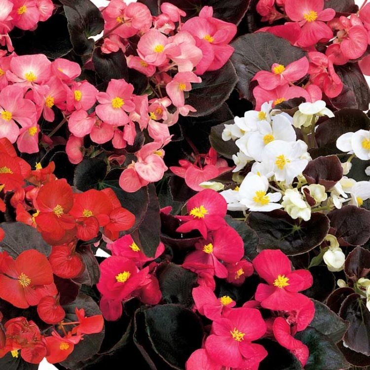 Begonia Senator IQ mix 25+ seeds