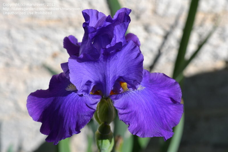 Tall Bearded Iris Reblooming Feedback Freshly Dug 1 Rhizomes