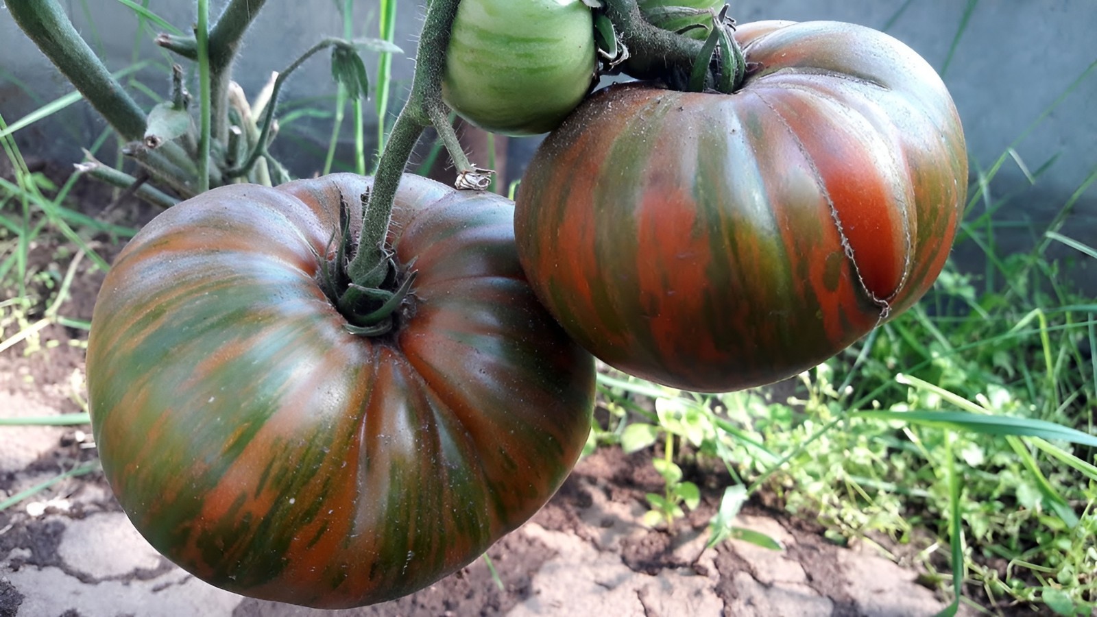100 Heirloom Vintage Wine Tomato Seeds Large 1LB Chocolate&Red Striped Beefsteak