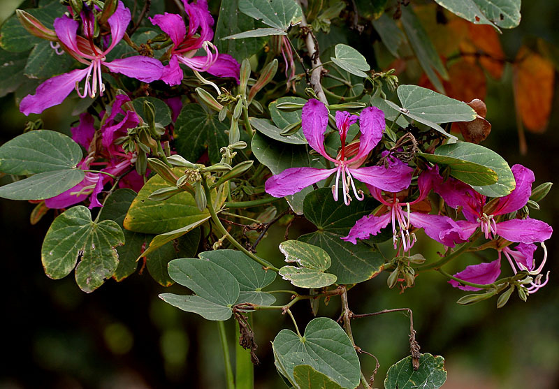 Purple Orchid Tree, Bauhinia Purpurea, Tree Seeds (Fast, Showy, Fragrant)