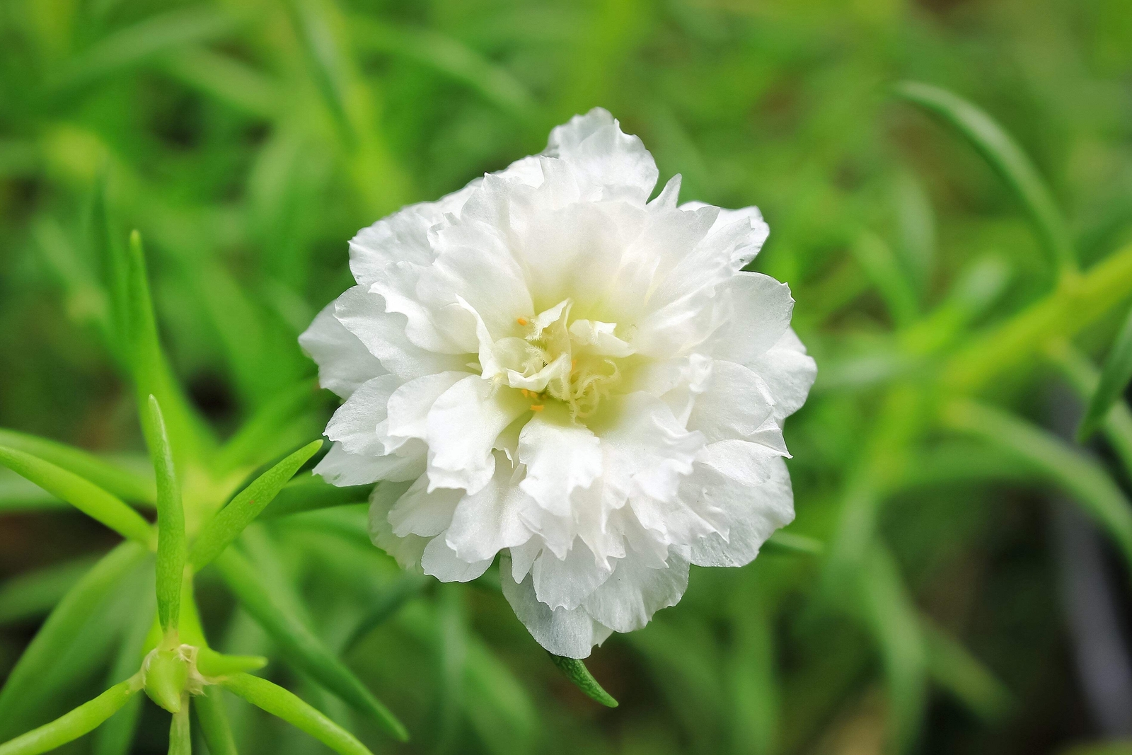 100 WHITE PORTULACA Grandiflora / MOSS ROSE Flower Seeds *Flat S/H