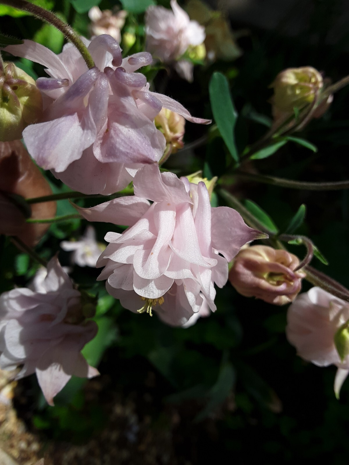 100+ Rare Light Pink Multi Layer Columbine Perennial Flower Seeds.