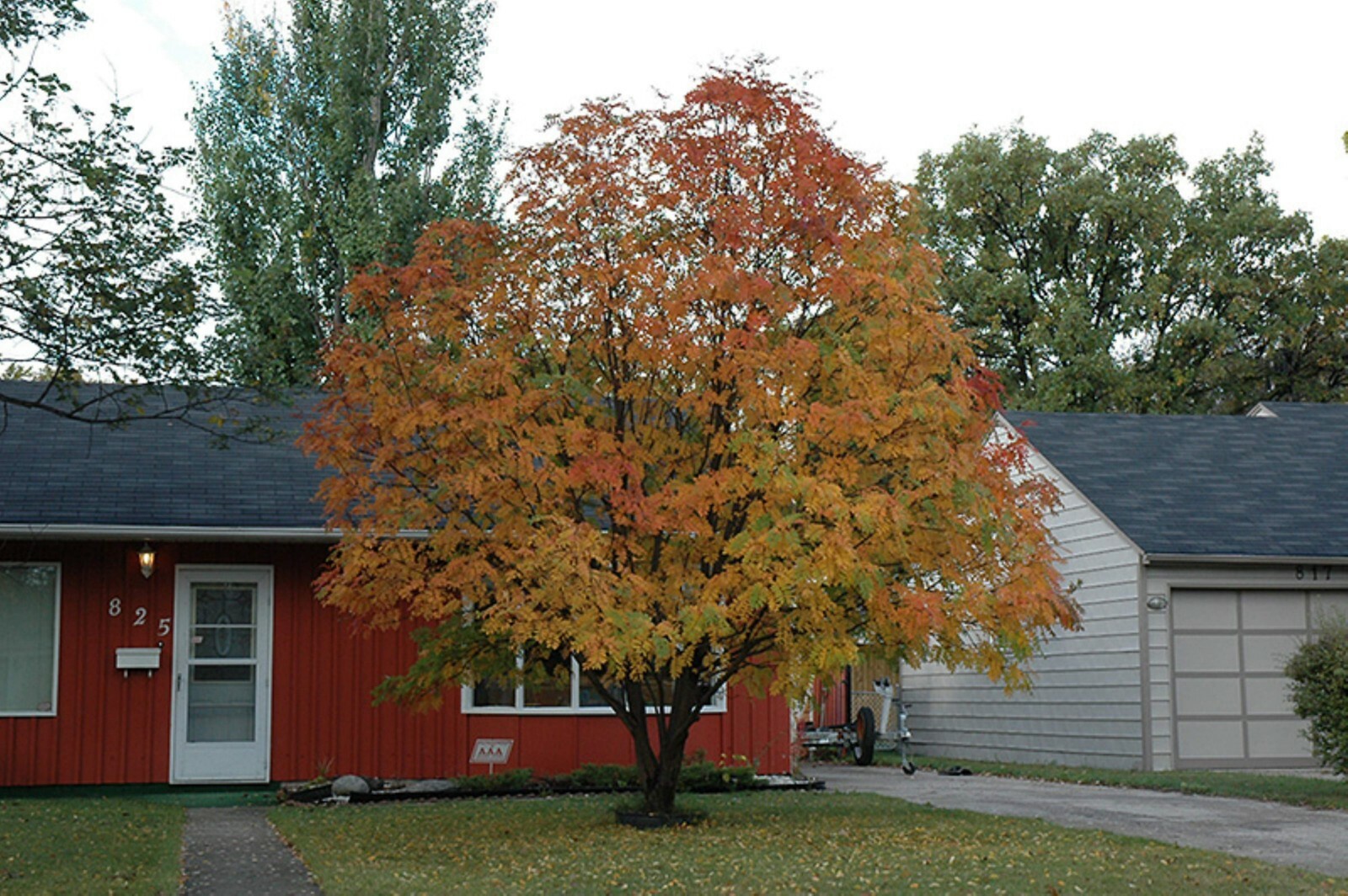 American Mountain Ash (Sorbus americana) 2-3 year old tree/seedling bare root