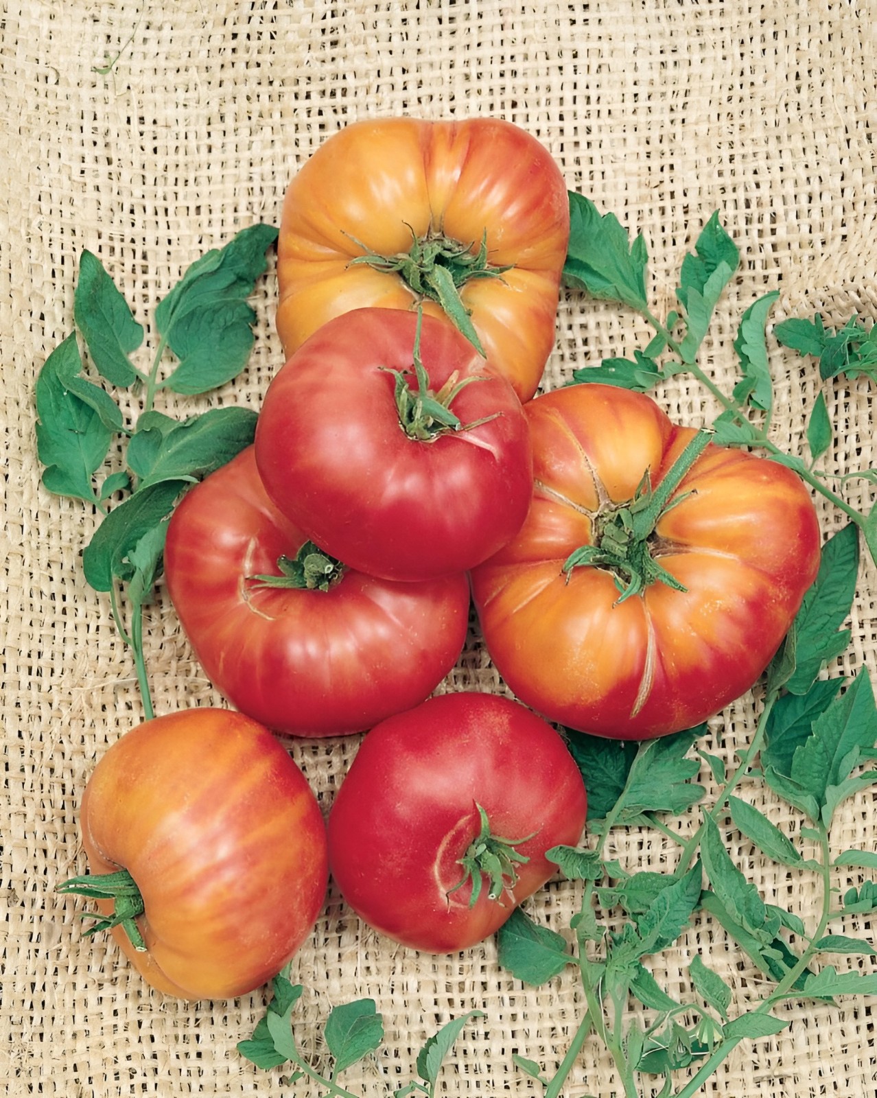 100 Heirloom Pineapple Tomato Seeds Huge 1-2lb Bi-Colored Sweet Indeterminate
