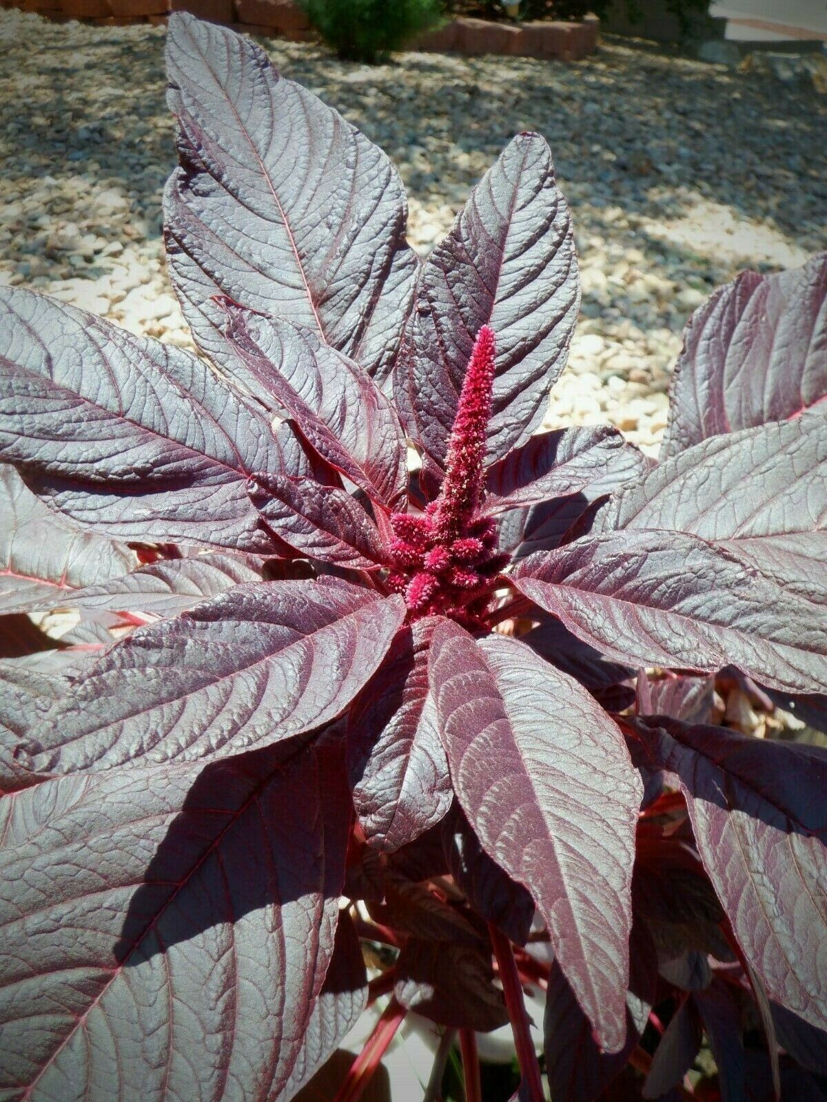 Amaranthus Cruentus, HOPI Natural Red Dye, AMARANTH Seed, 500+ Heirloom Seeds