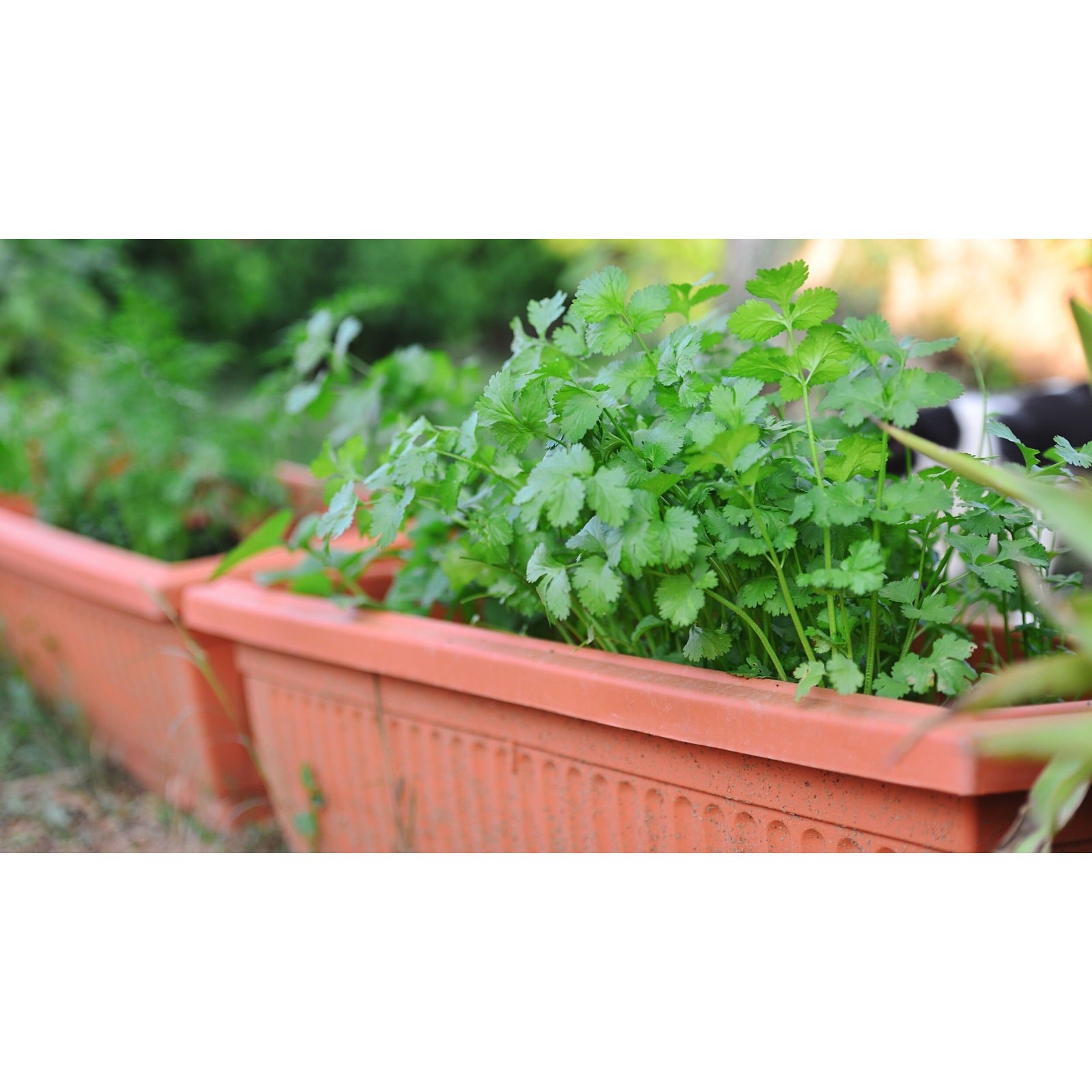 Slow Bolting Leisure Cilantro Seeds ,Mexican Coriander Culantro Parsley – 100+