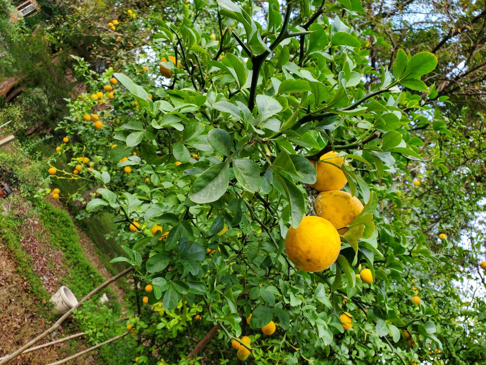 CLEARANCE SALE!! Poncirus Trifoliata Hardy Orange SEEDS 100+ Grow For Grafting🍊