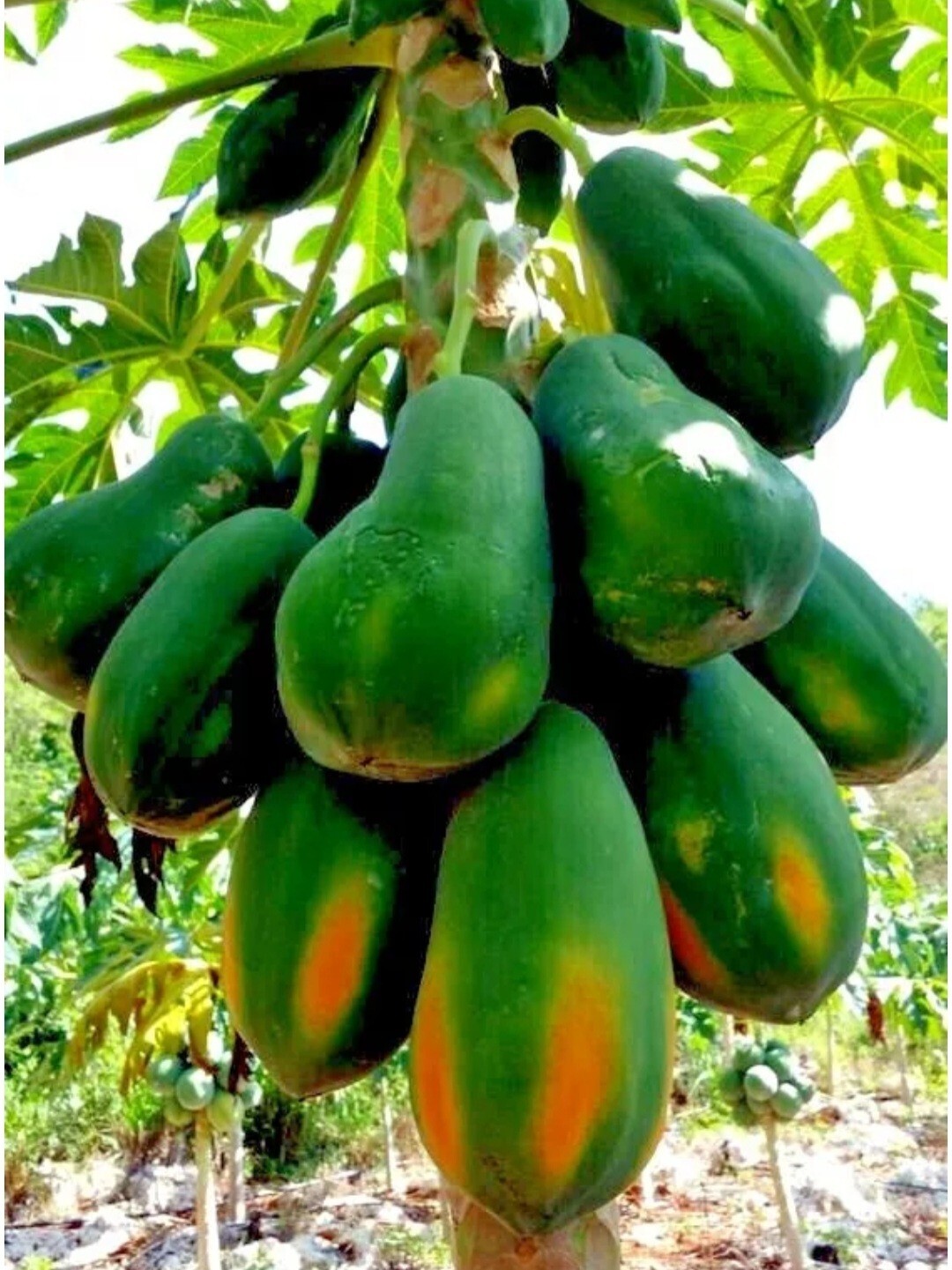30 Dwarf Carica Papaya Seeds Solo Waimanalo Tree seeds Organic Fast Fruit Housep