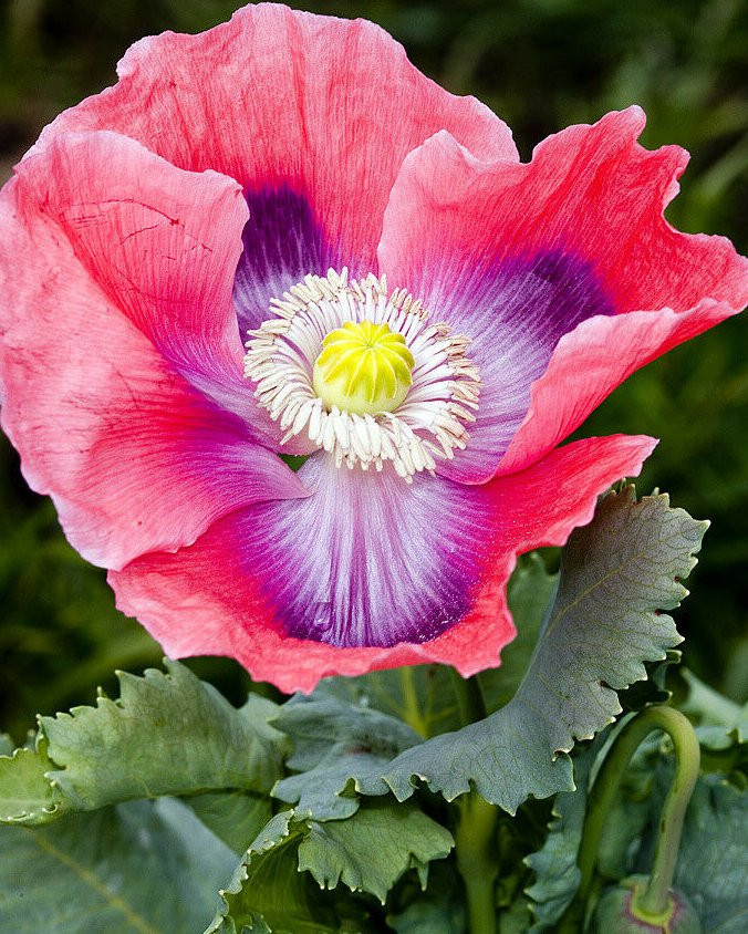 1,000 The Giant – Giganteum P. Somniferum Poppy Seeds -HUGE Pink&Purple Blooms!