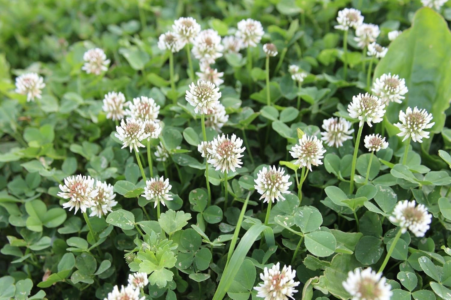 Non-GMO White Clover Seeds, Pre-Inoculated for Erosion Control & Ground Cover