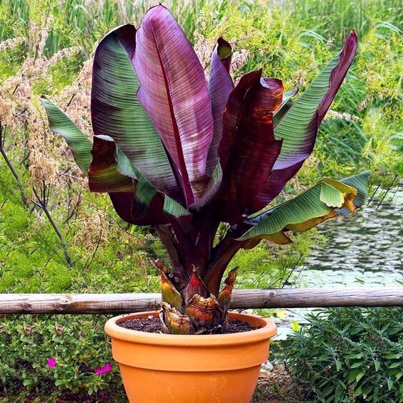 5 Red Abyssinian (Musa Ensete ventricosum) False Banana Plant Tree Seeds RARE
