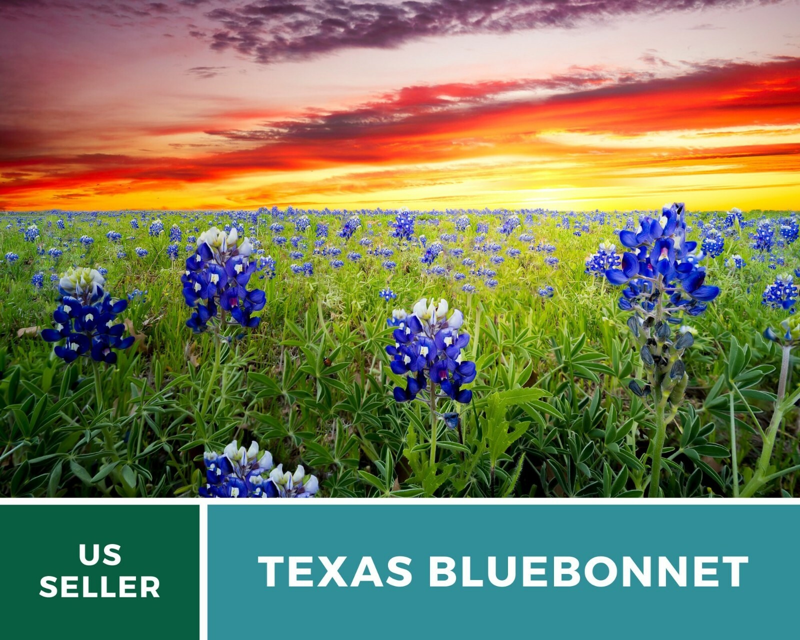 Lupine, Texas Bluebonnet – Heirloom Seeds – State Flower of Texas